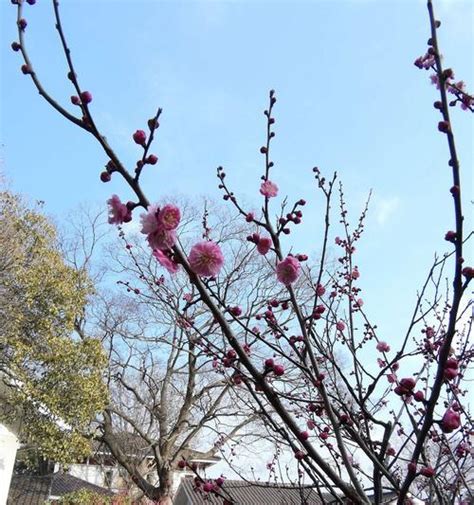 梅花风水|探索梅花的文化象征与风水智慧